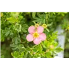 bellaflora Gartencenter GmbH