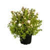 bellaflora Gartencenter GmbH
