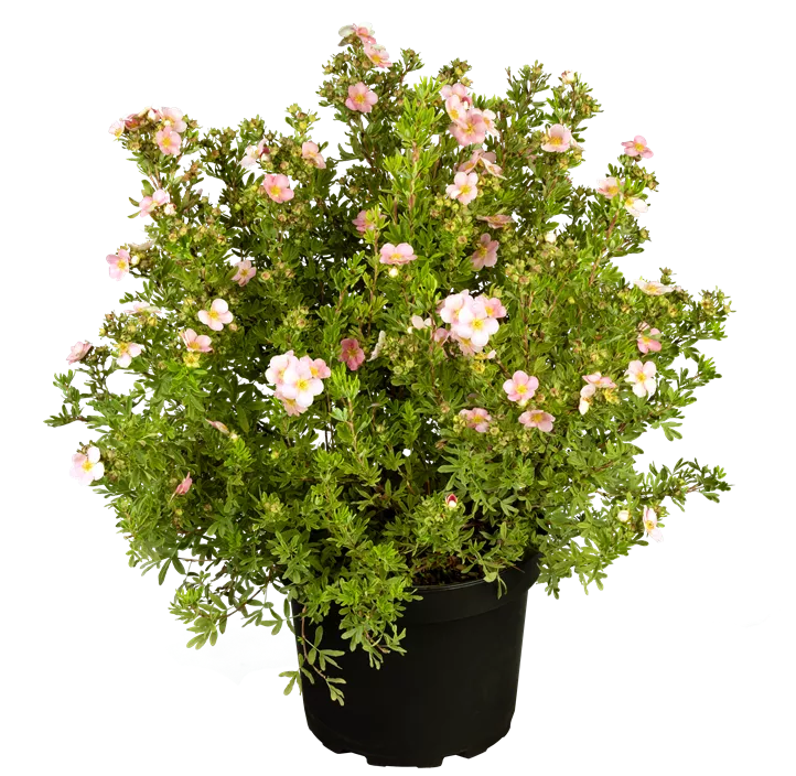 Fingerstrauch 'Lovely Pink'®