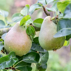Pyrus communis Decora Pyrus communis Decora