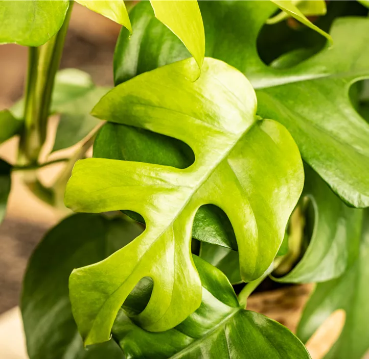 Mini-Monstera