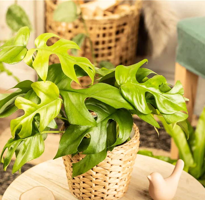 Mini-Monstera
