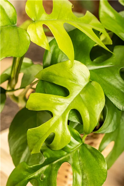 philodendron melanochrysum große blätter Philodendron melanochrysum – Foliage Factory main image 1