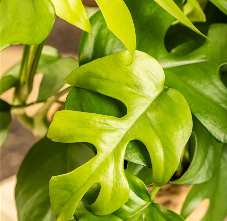 Mini-Monstera