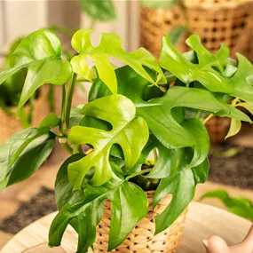 Rhaphidophora tetrasperma Mini