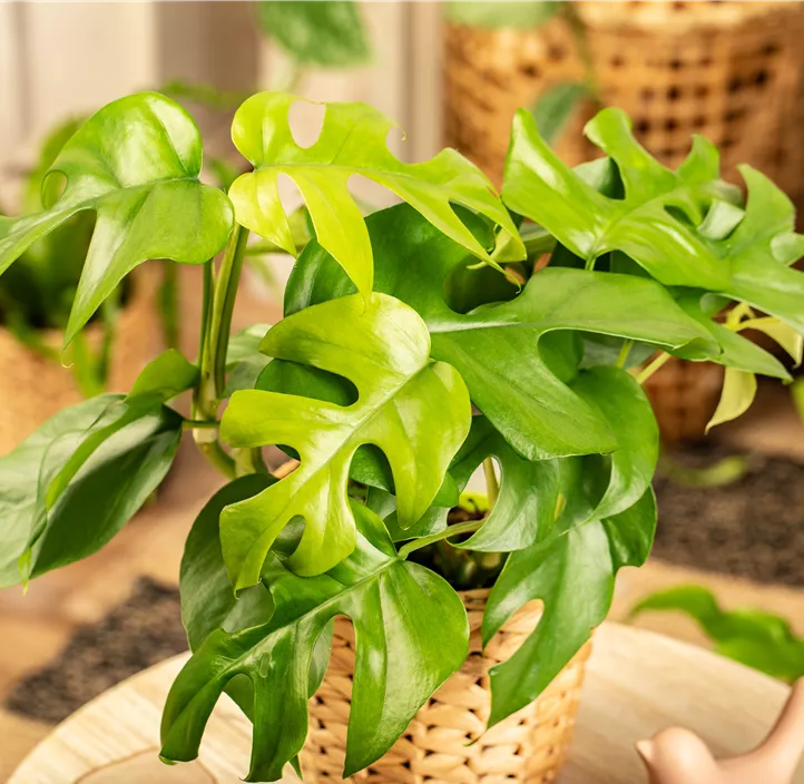 Mini-Monstera
