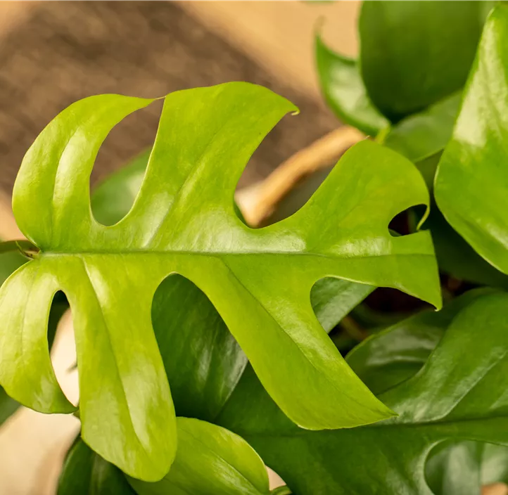 Mini-Monstera