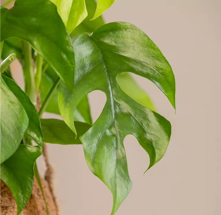 Mini-Monstera