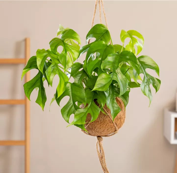 Mini-Monstera