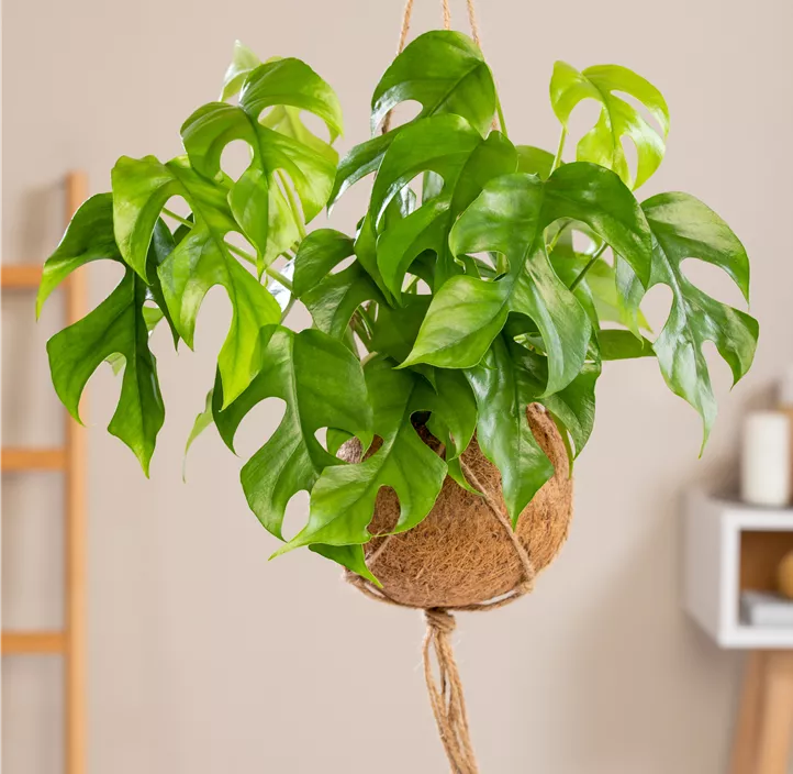 Mini-Monstera