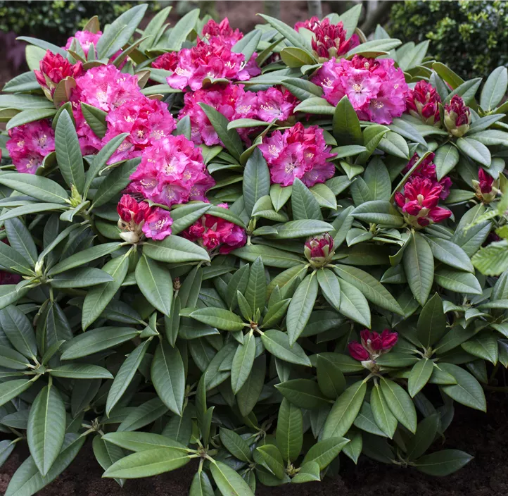 Rhododendron 'Berliner Liebe'