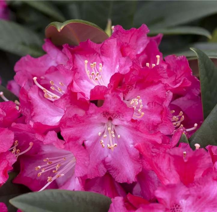 Rhododendron 'Berliner Liebe'