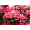 bellaflora Gartencenter GmbH