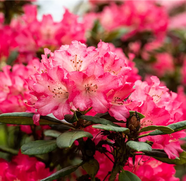 Rhododendron 'Berliner Liebe'