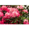 bellaflora Gartencenter GmbH