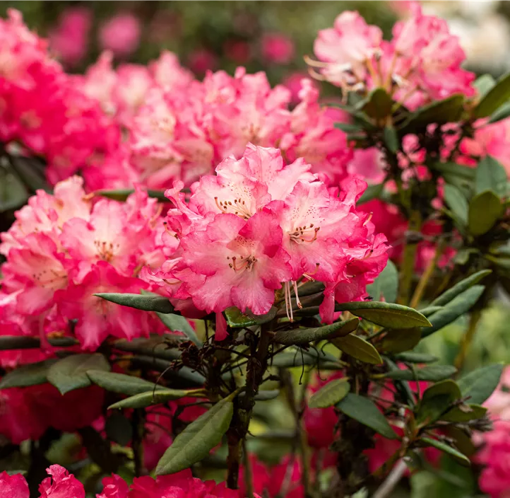 Rhododendron 'Berliner Liebe'