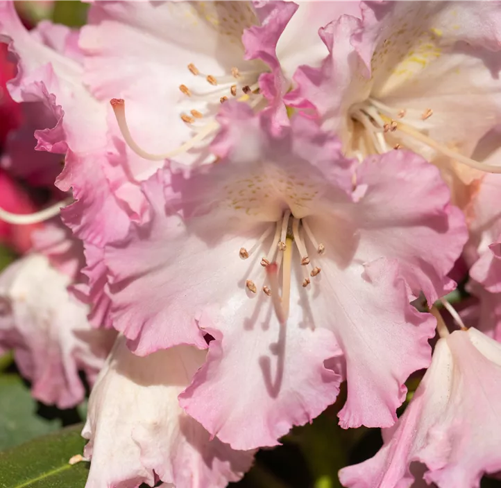 Rhododendron 'Berliner Liebe'