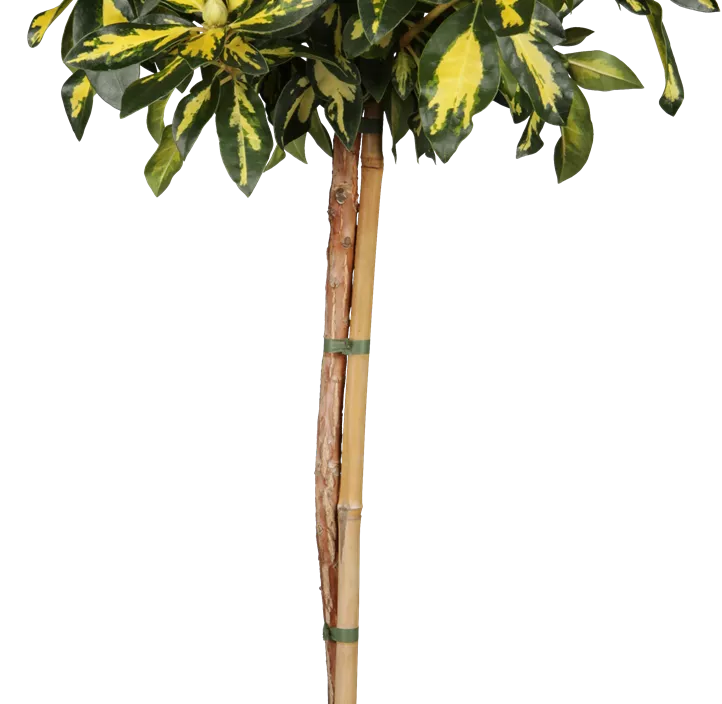 Rhododendron 'Blattgold'