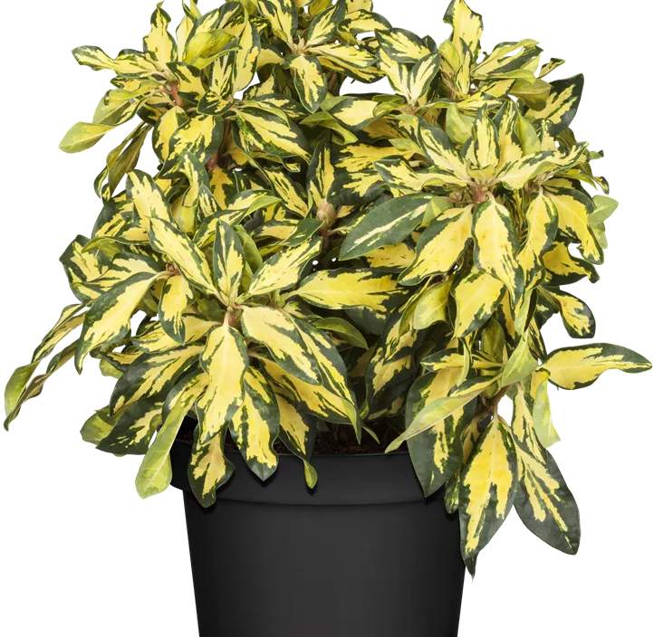 Rhododendron 'Blattgold'