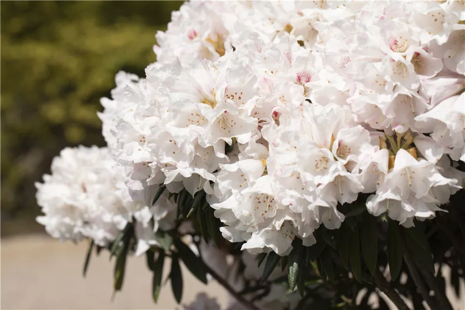 Rhododendron Blewbury, Rhododendron 'Blewbury' - Bellaflora