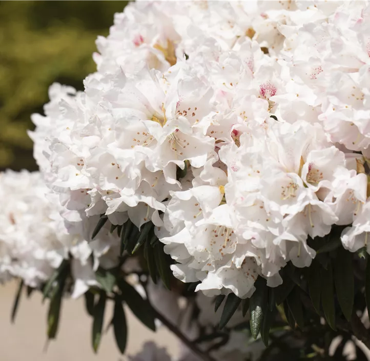 Rhododendron 'Blewbury'