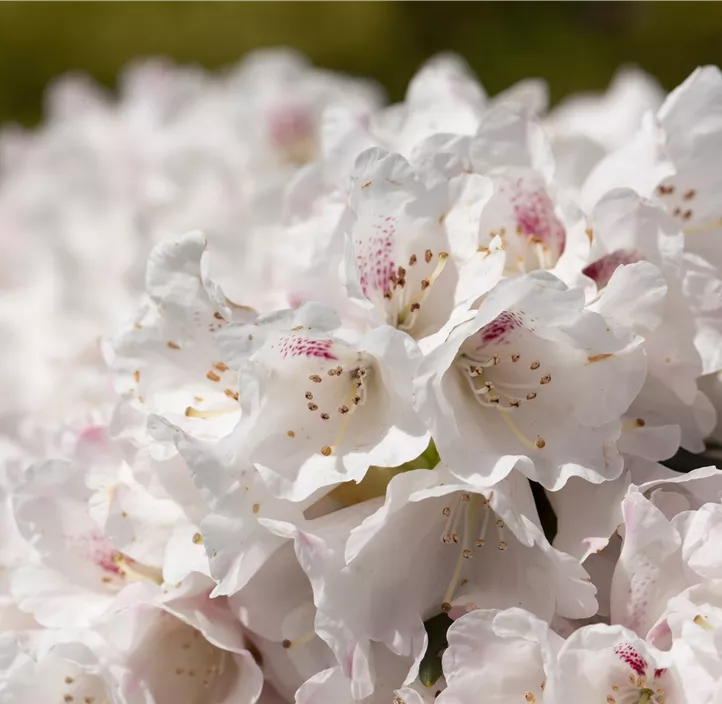 Rhododendron 'Blewbury'