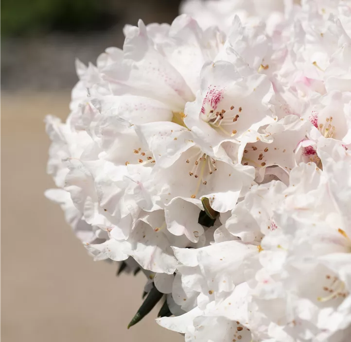 Rhododendron 'Blewbury'