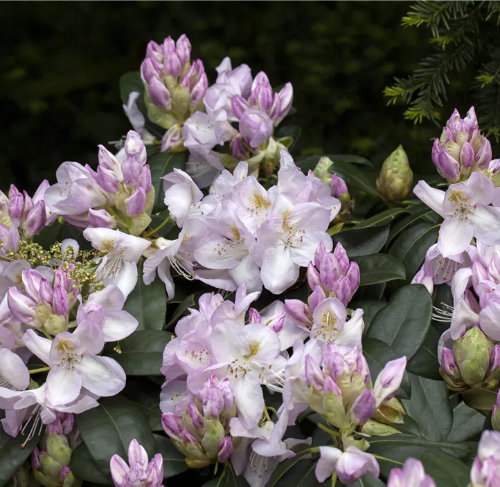 Rhododendron-Hybride 'Gomer Waterer'