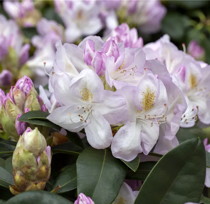 Rhododendron-Hybride 'Gomer Waterer'