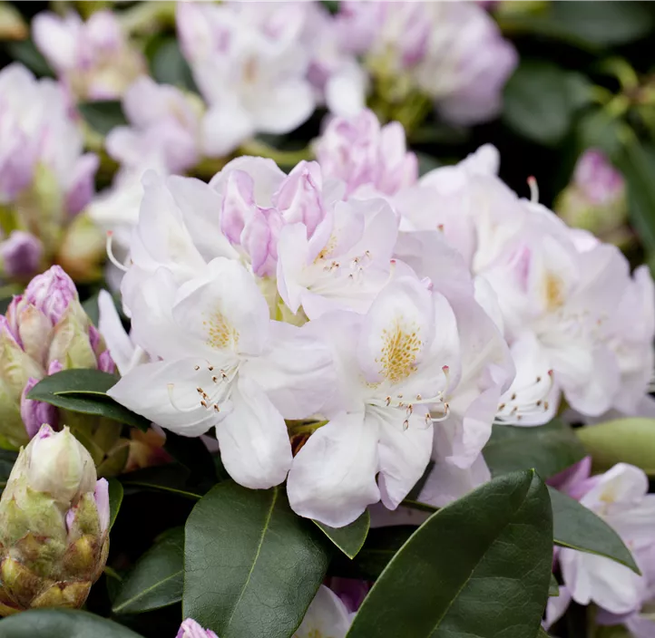 Rhododendron-Hybride 'Gomer Waterer'