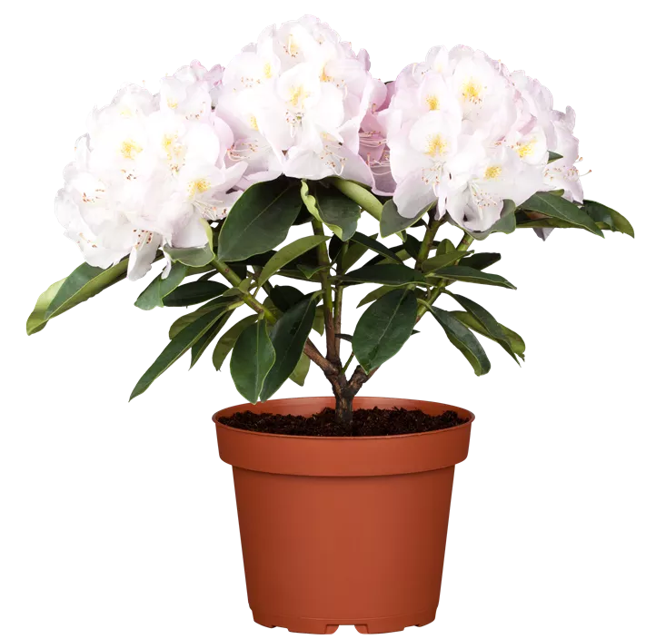 Rhododendron-Hybride 'Gomer Waterer'