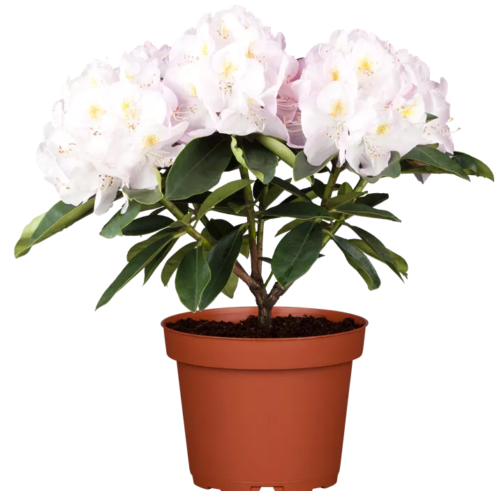 Rhododendron-Hybride 'Gomer Waterer'