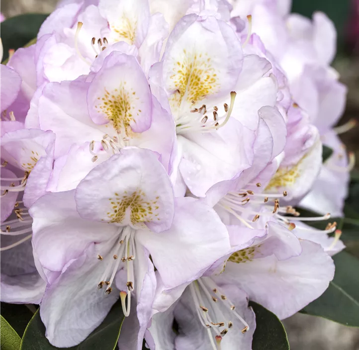 Rhododendron-Hybride 'Gomer Waterer'