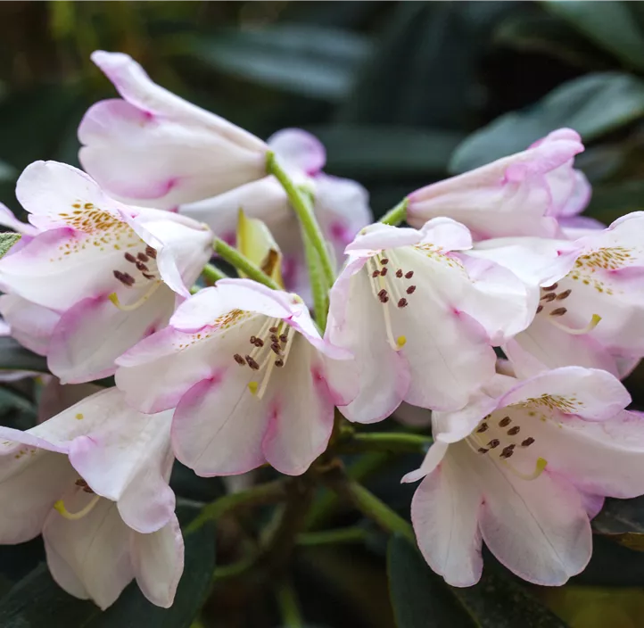 Rhododendron-Hybride 'Gomer Waterer'