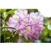 bellaflora Gartencenter GmbH