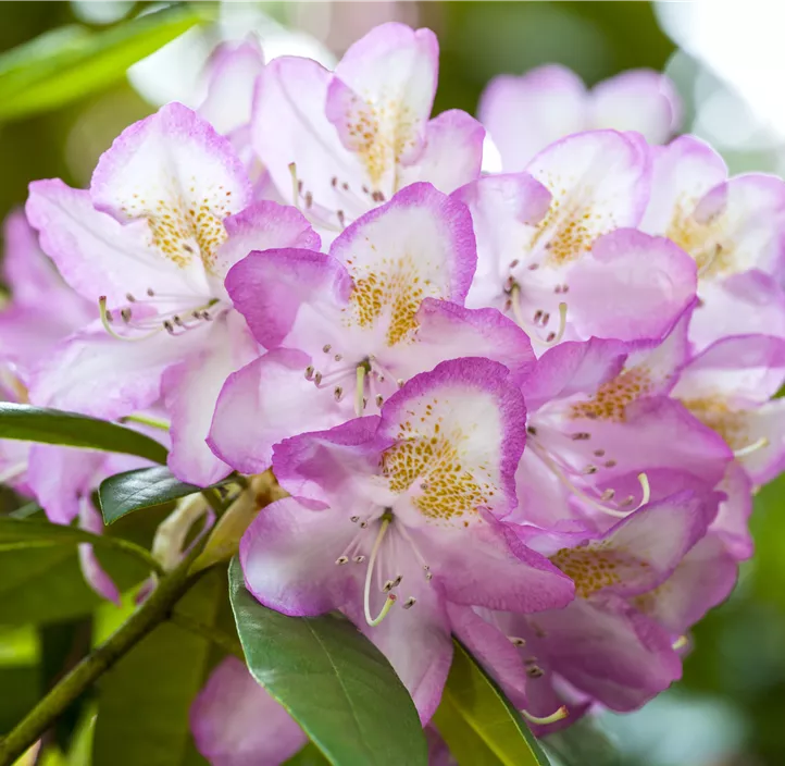 Rhododendron-Hybride 'Gomer Waterer'