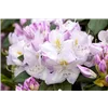 bellaflora Gartencenter GmbH