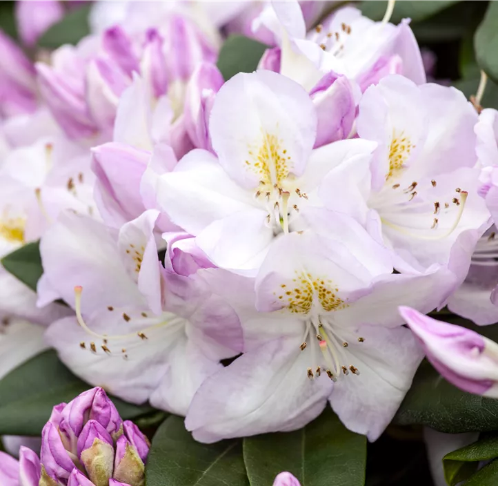 Rhododendron-Hybride 'Gomer Waterer'