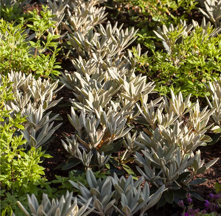 Rhododendron 'Silbervelours'