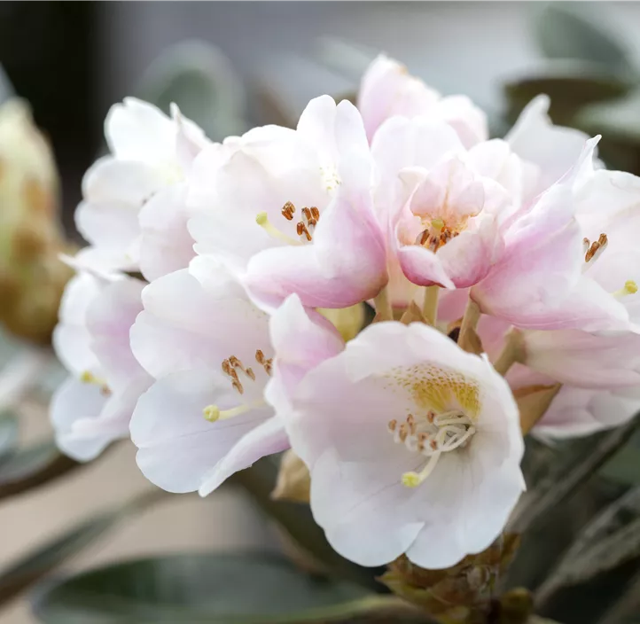 Rhododendron 'Silbervelours'