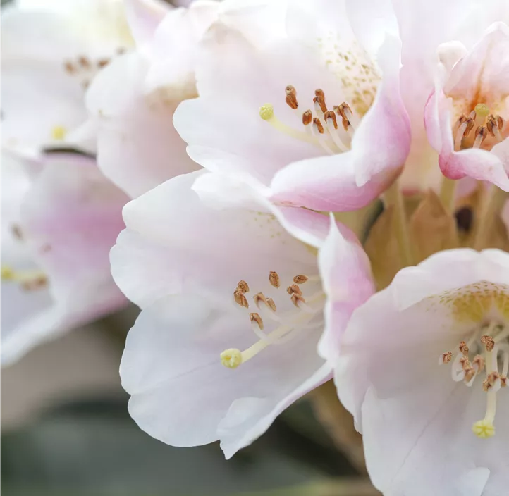 Rhododendron 'Silbervelours'