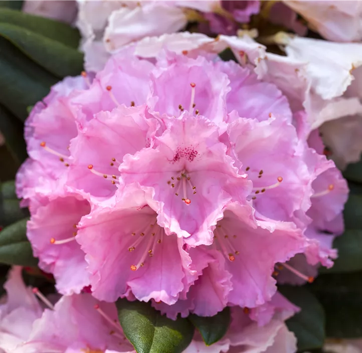 Yakushima-Rhododendron