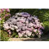 bellaflora Gartencenter GmbH