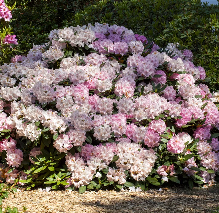 Yakushima-Rhododendron