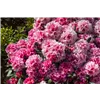 bellaflora Gartencenter GmbH