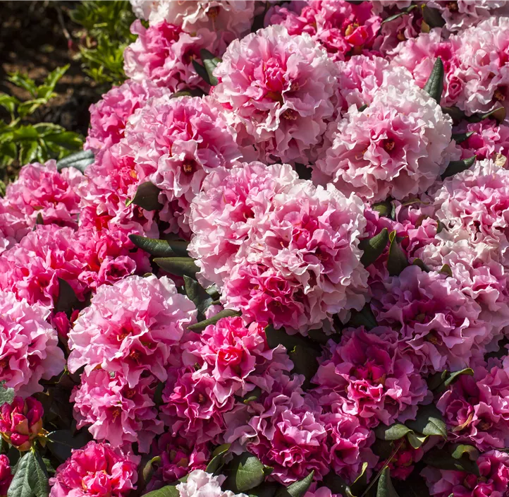 Yakushima-Rhododendron