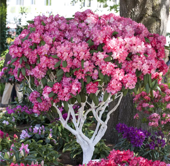 Yakushima-Rhododendron