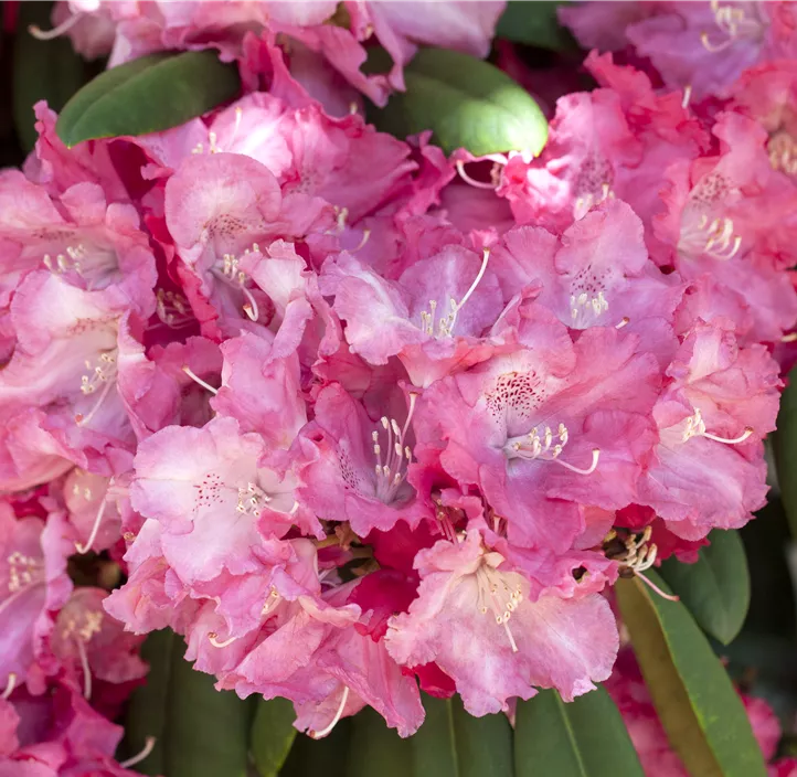 Yakushima-Rhododendron