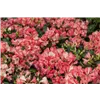 bellaflora Gartencenter GmbH