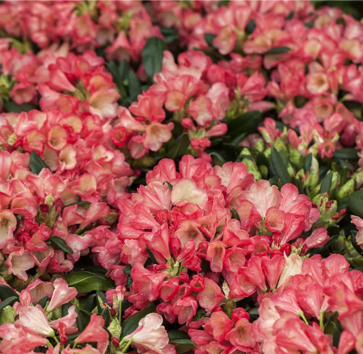 Yakushima-Rhododendron